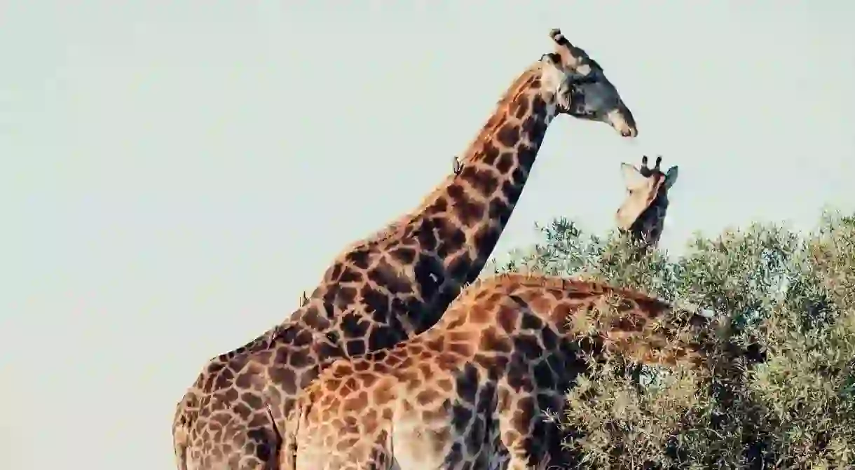 Three grazing giraffes