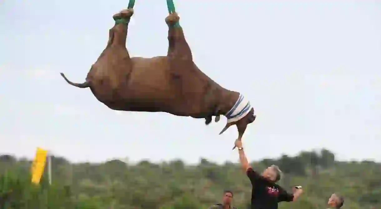 A rhino being air lifted