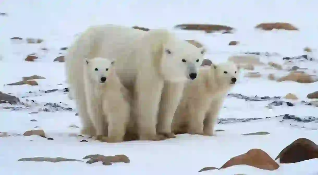 A polar bear and her two cubs