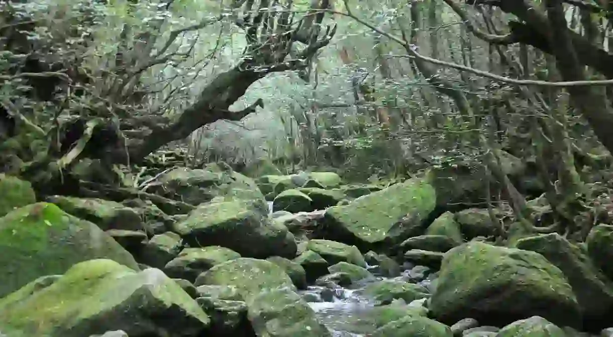 Yakushima Forest/courtesy of BenedettaR via Wiki Commons