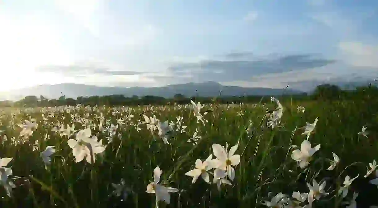 Valley of daffodils