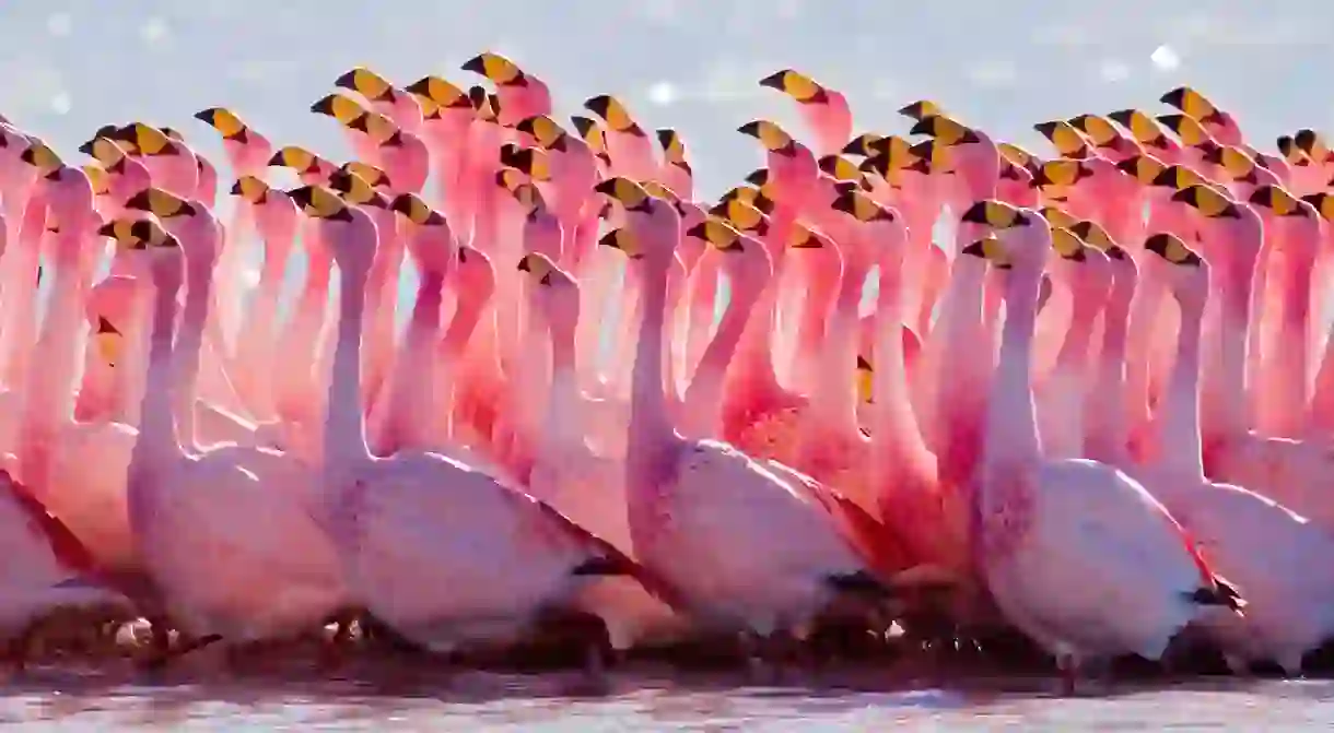 Yes, you can expect flamingoes in Montenegro