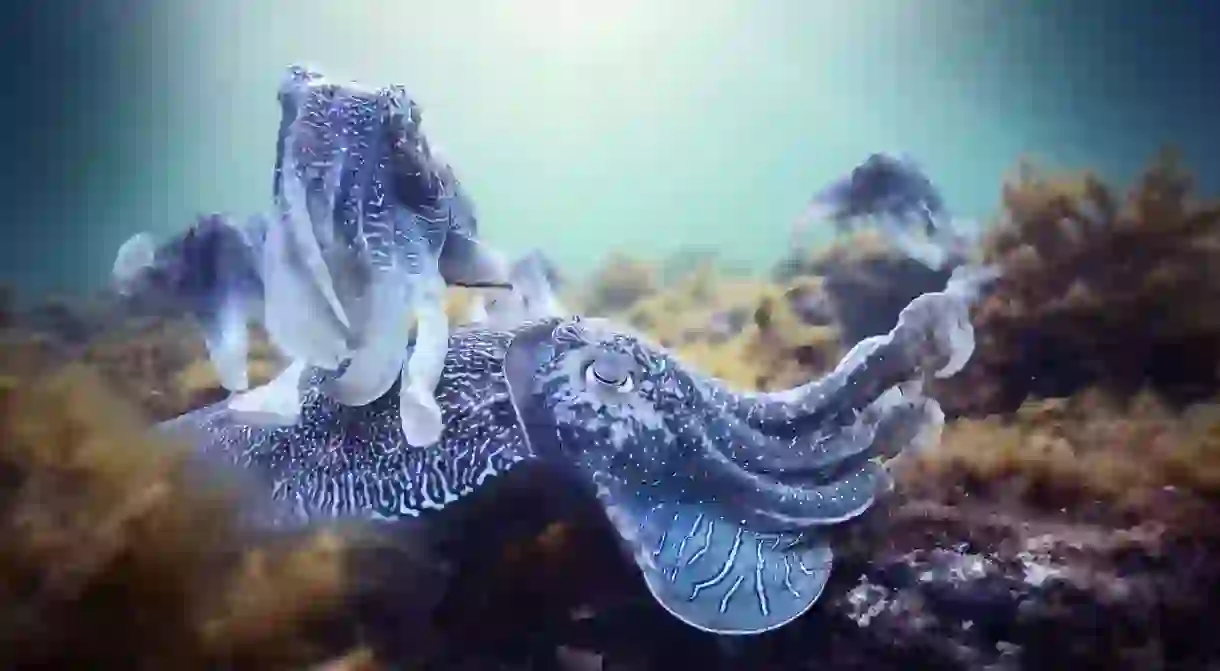 Mating Cuttlefish in BBCs Blue Planet II