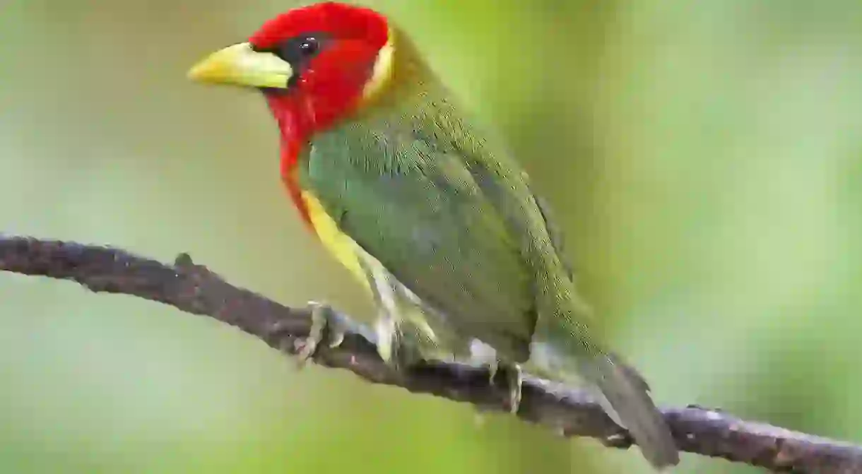 Red-headed barbet in Colombia