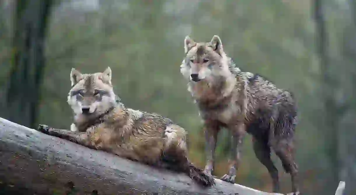 Wolves in France