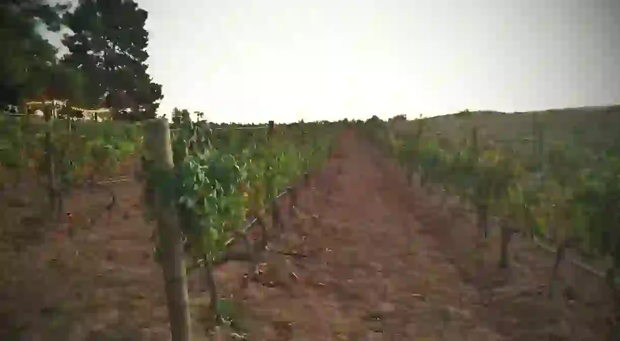 Mexican vineyards │