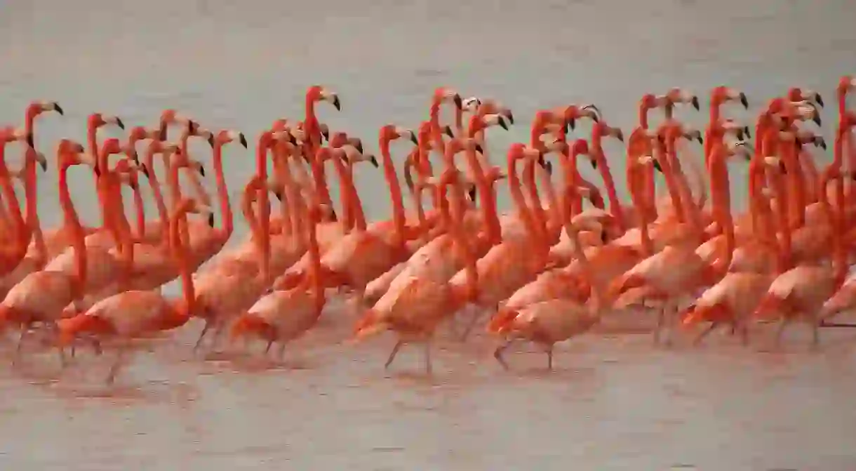 Flamingos at Celestun │