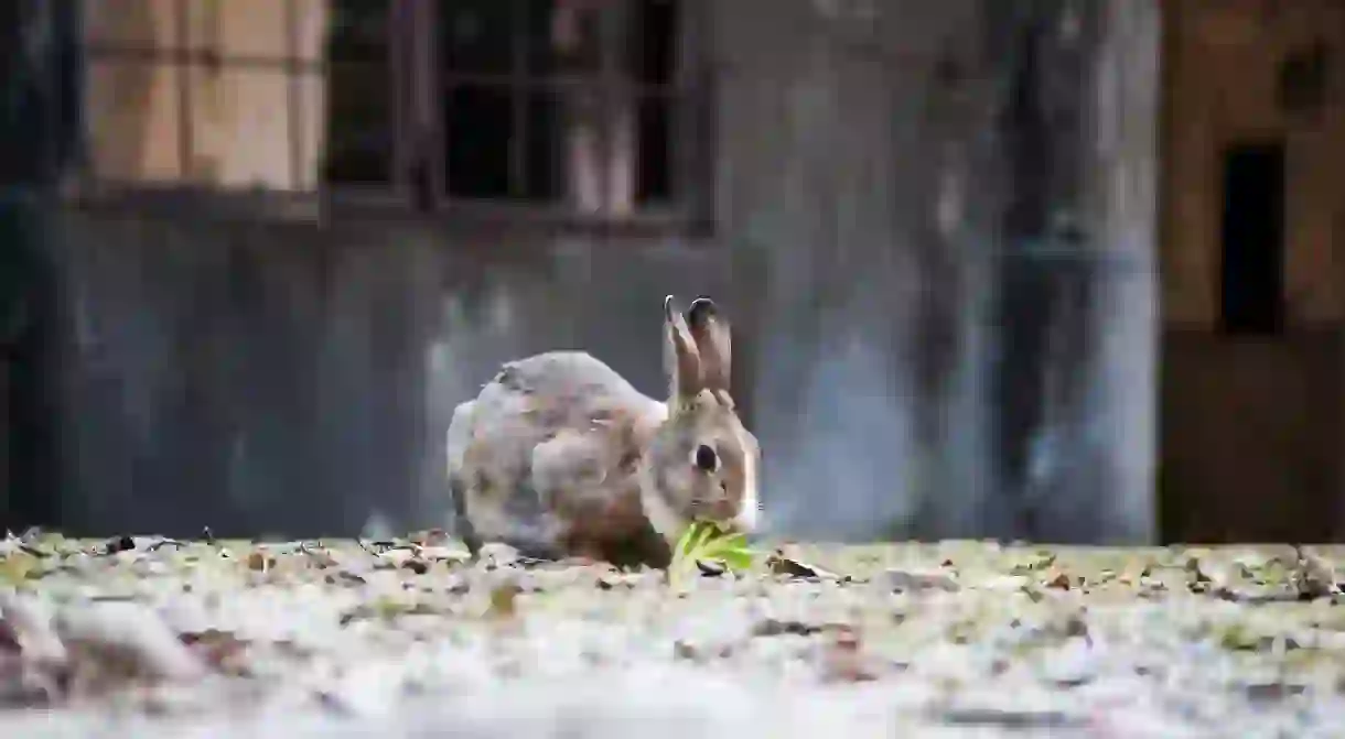 Okunoshima(Rabbit Island)