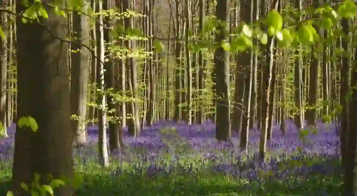 Hallerbos wild hyacinth flowering