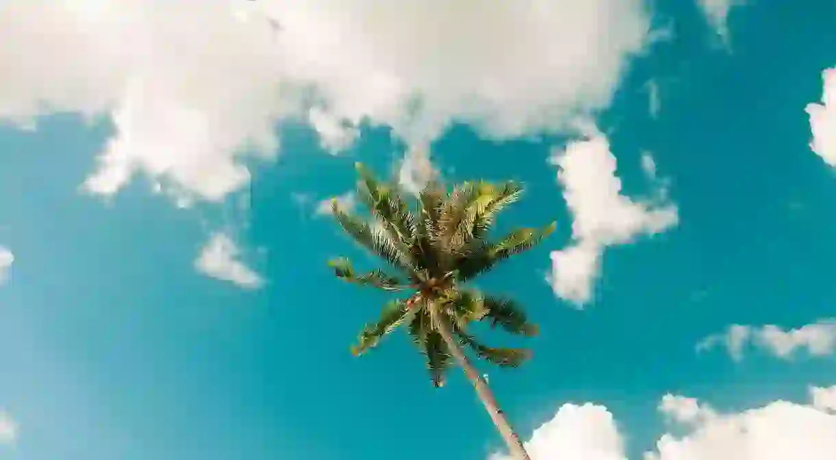 Coconut tree at Lambug Beach, Badian, Cebu