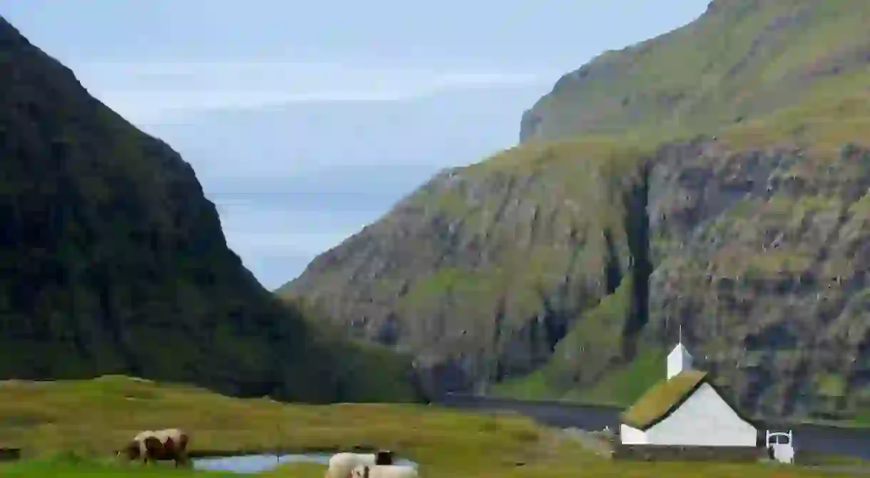 Sheep roaming the Faroe Islands