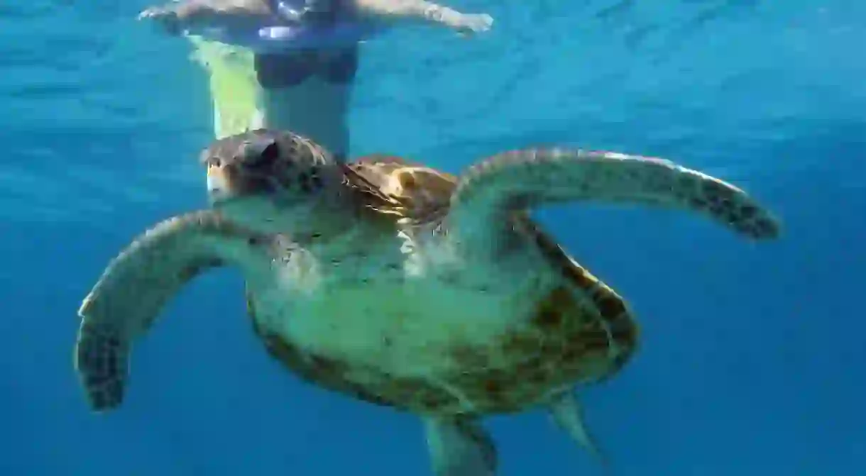 Ningaloo Reef Snorkel