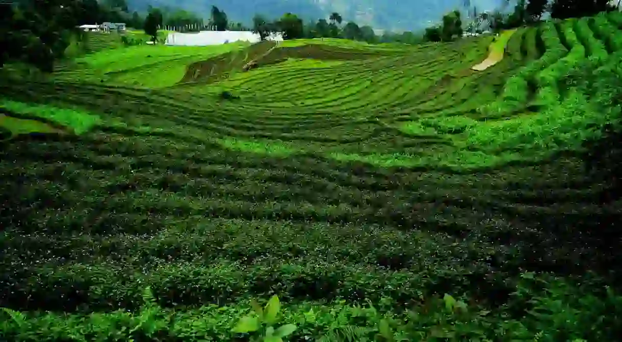 Terrace farming in Sikkim