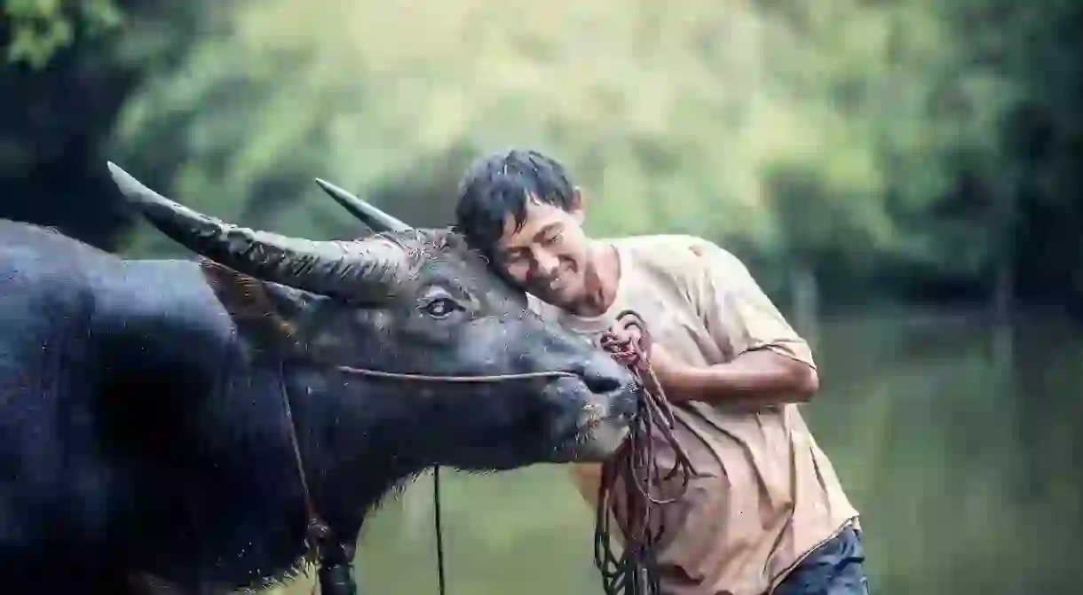 A Man and his Water Buffalo