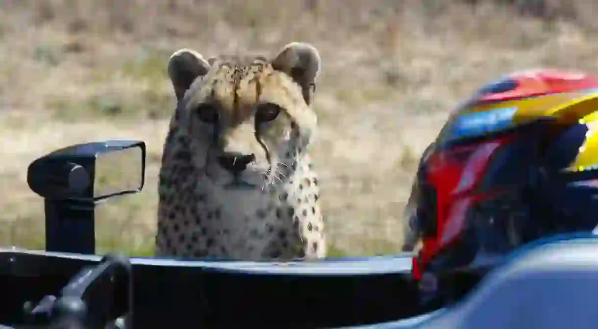 Formula E driver Jean-Éric Vergne prepares for his race against a cheetah