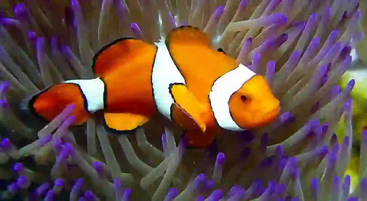 Clownfish at Reef HQ, Townsville