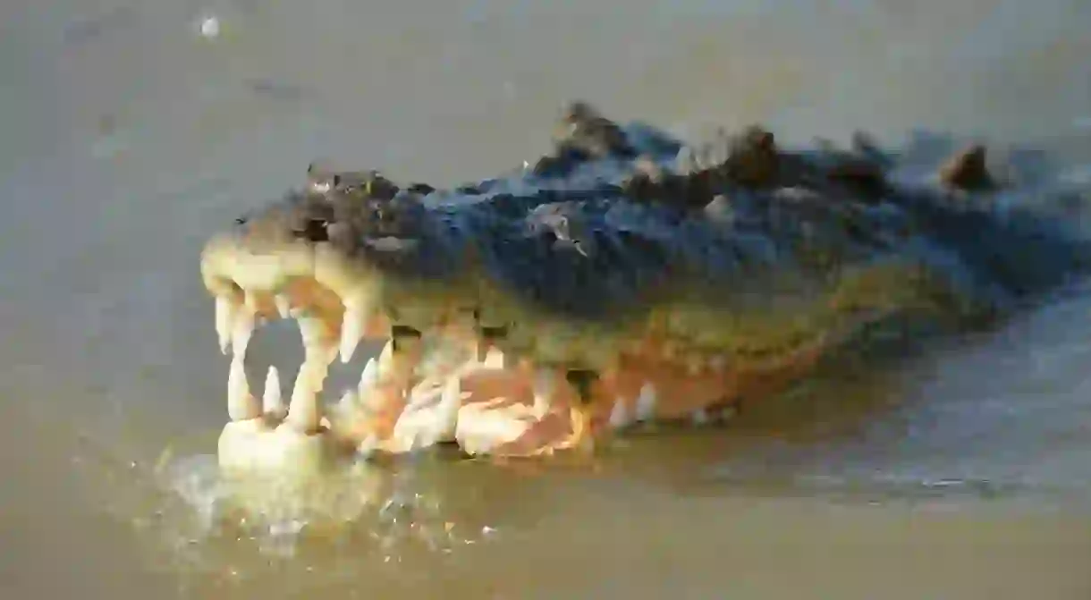 Crocodile