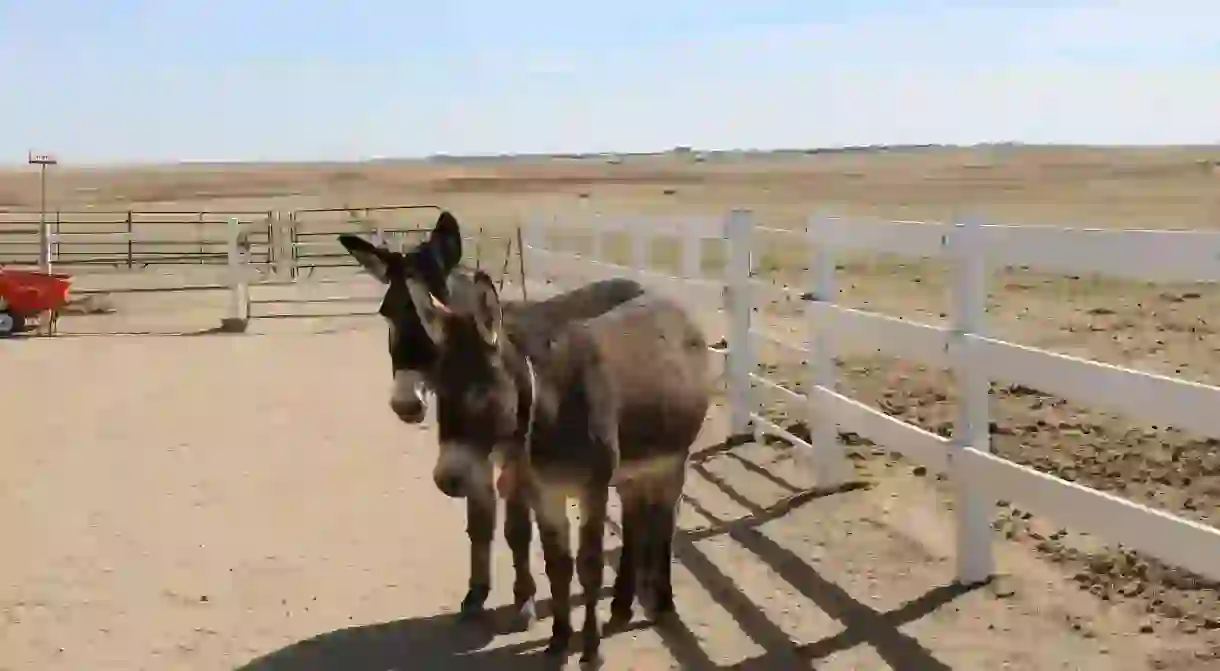 To sit on a donkey