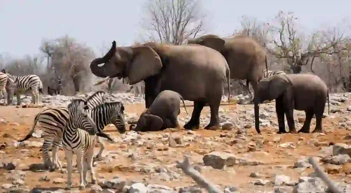 Namibian wildlife