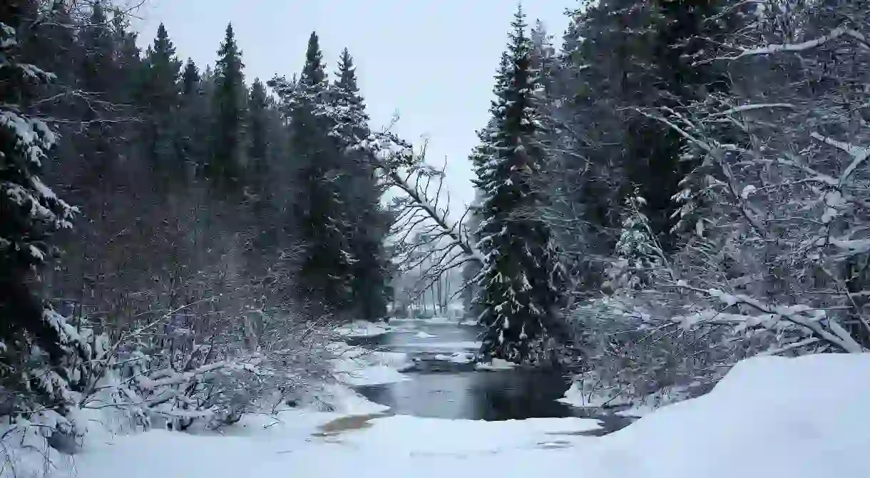 A forest in the winter, Finland