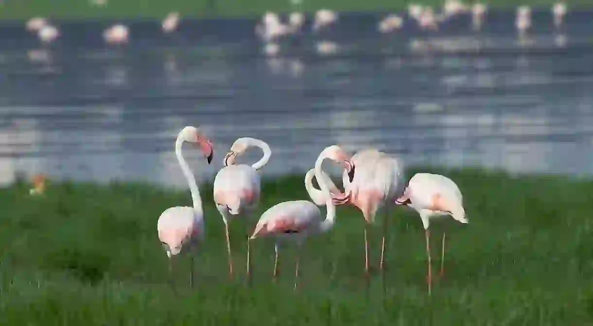 A group of greater flamingos at the Pallikaranai Marshlands