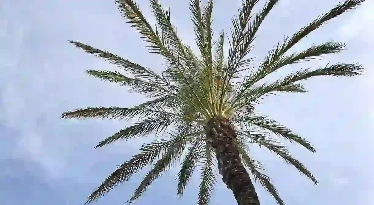 Palm trees in Monaco