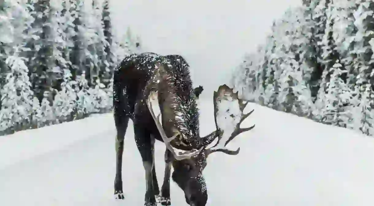 Moose on the loose