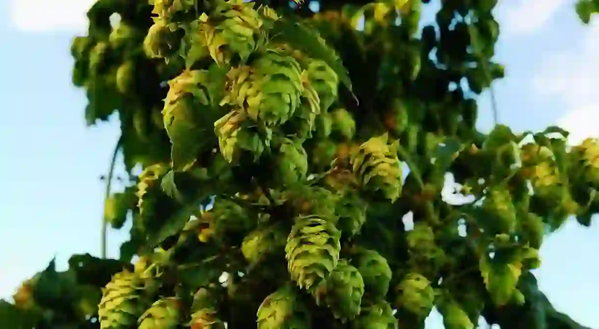 Glorious hops