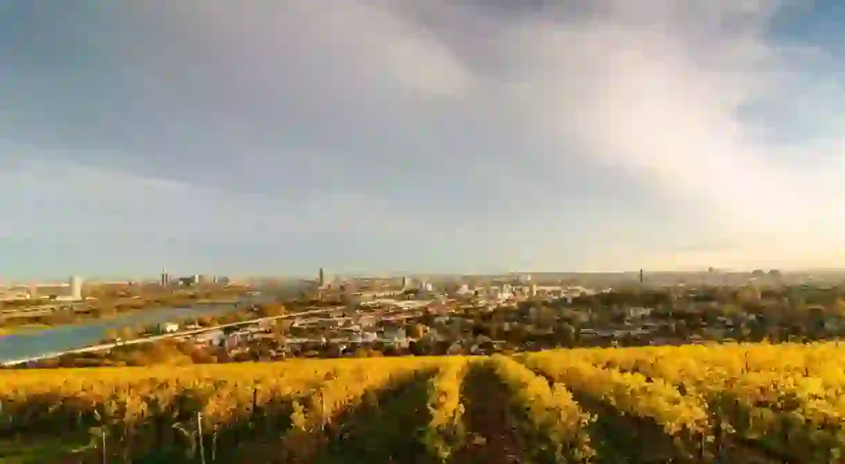 View from the vineyards