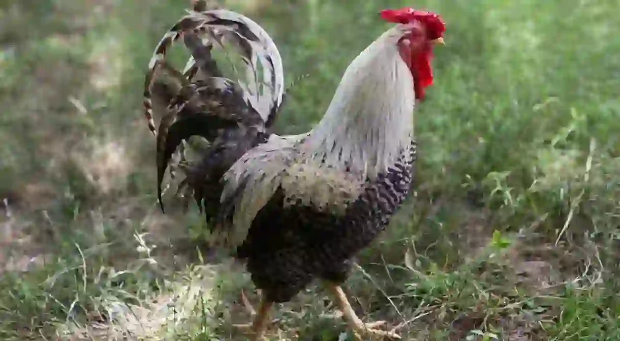 El gallo pinto, the spotted rooster