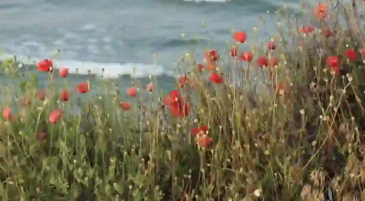 Poppies in Vama Veche I