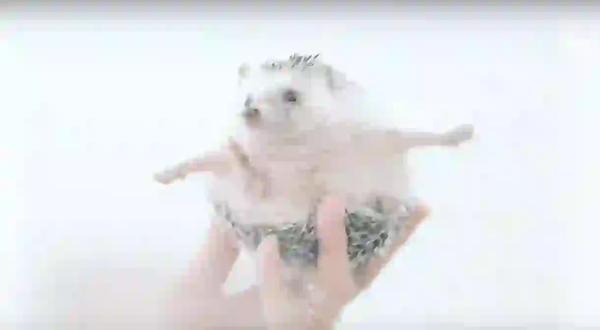 Meet Azuki, The Cutest Hedgehog From Japan