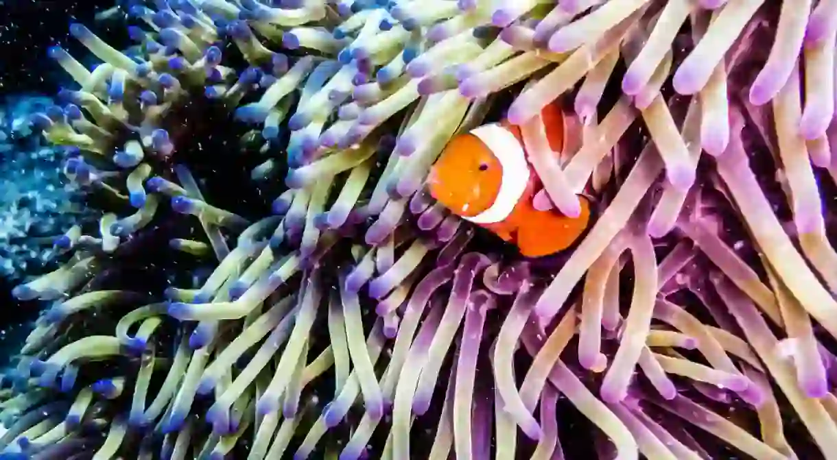 The Great Barrier Reef