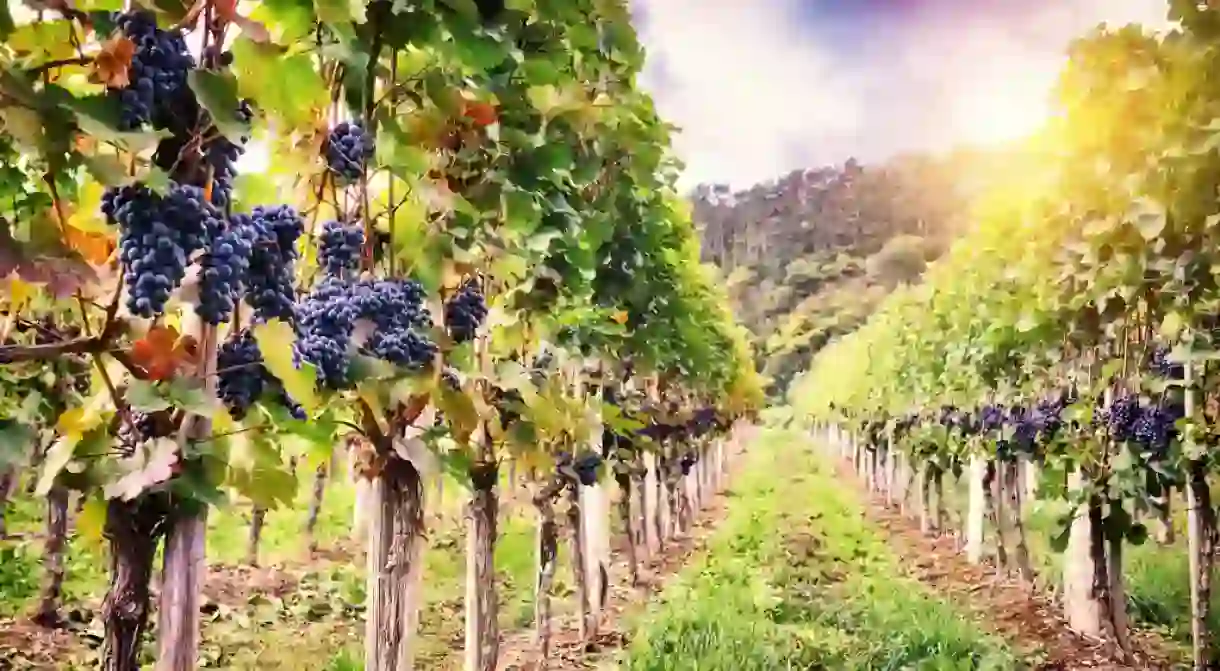 French vineyards in Autumn