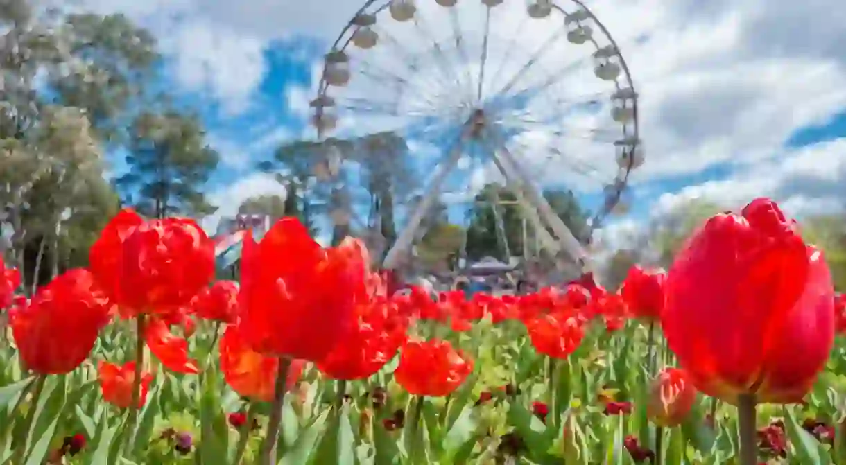 Flowers in springtime