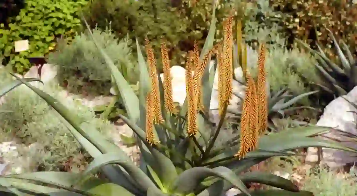 Cape Aloe plant