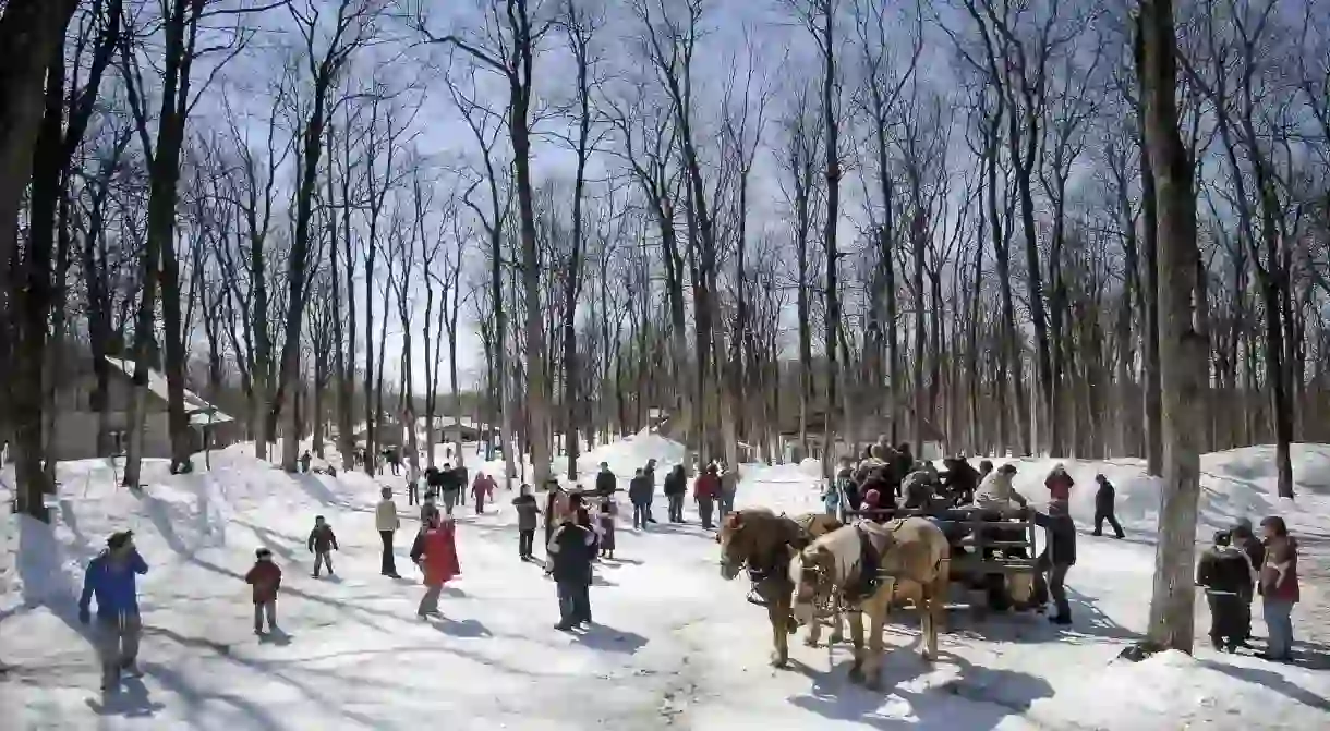 General view of the site and its tall maple trees