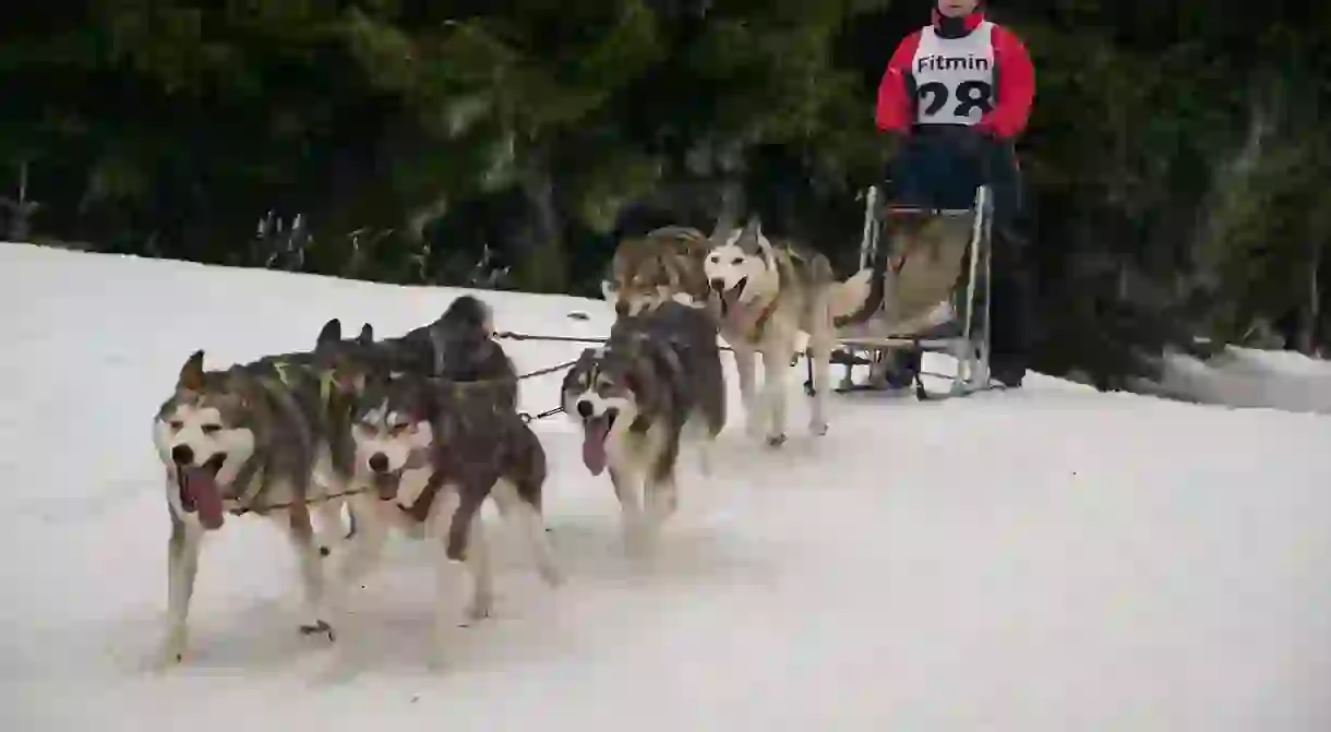 Dog sleighing in Ore Mountains