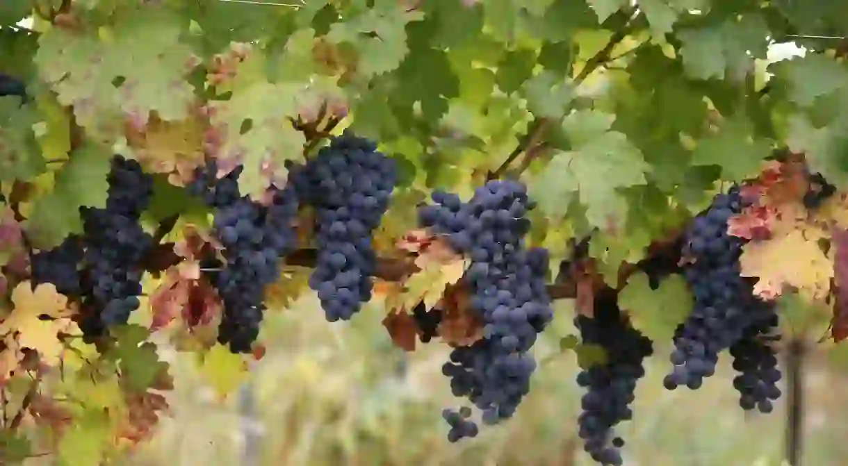 Romanian grape varieties