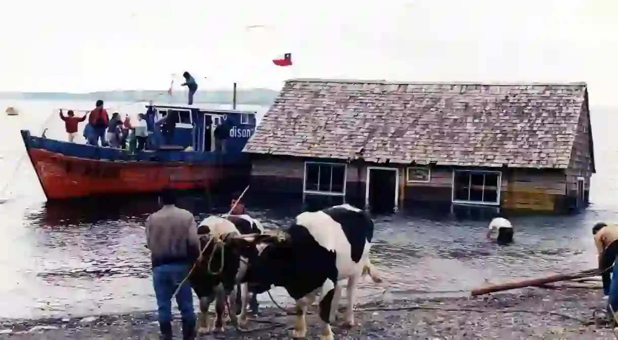 Minga de Tenaún, Chiloé (Chile) I