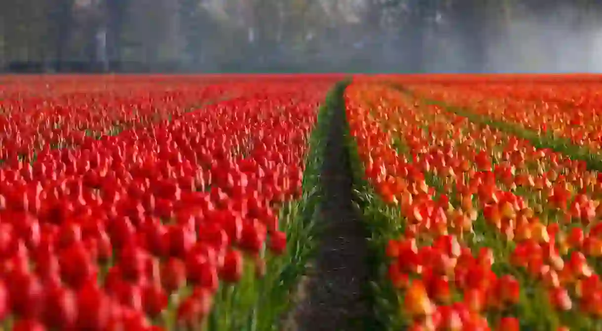 Tulip fields in the Netherlands