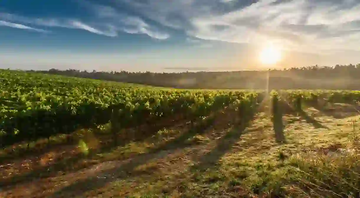 Sun setting over a vineyard