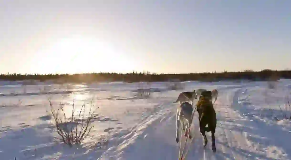 Wapusk Dog Sledding in Churchill