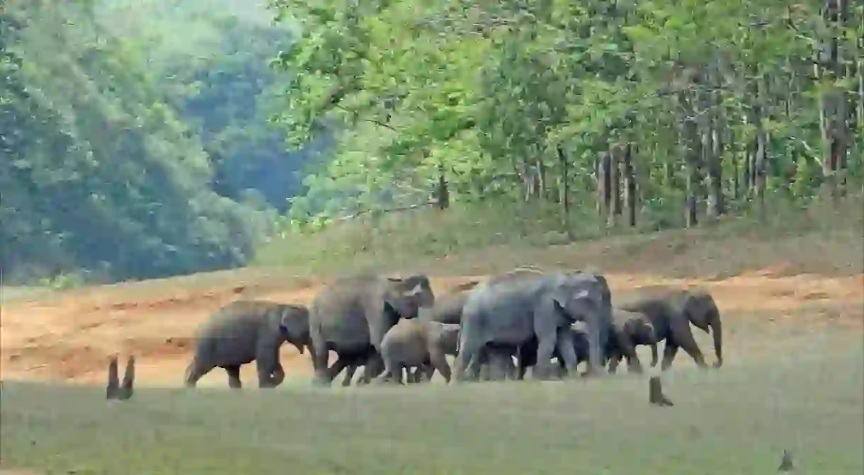 Elephant herd at PNP