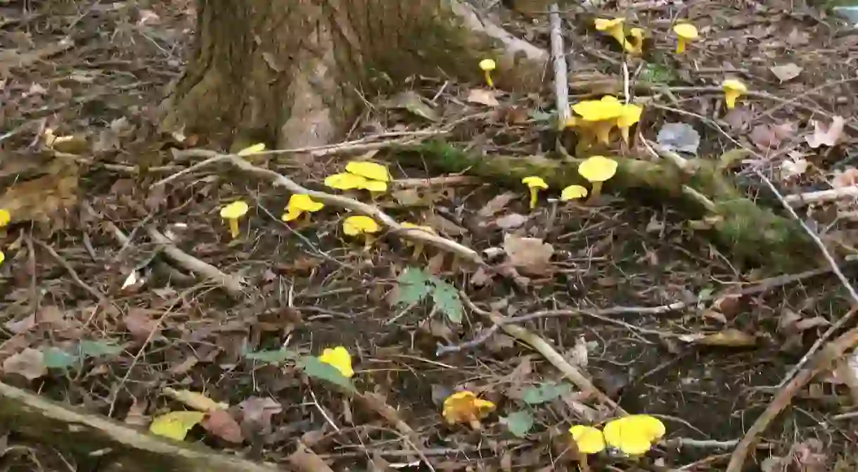 Chanterelle in the wild