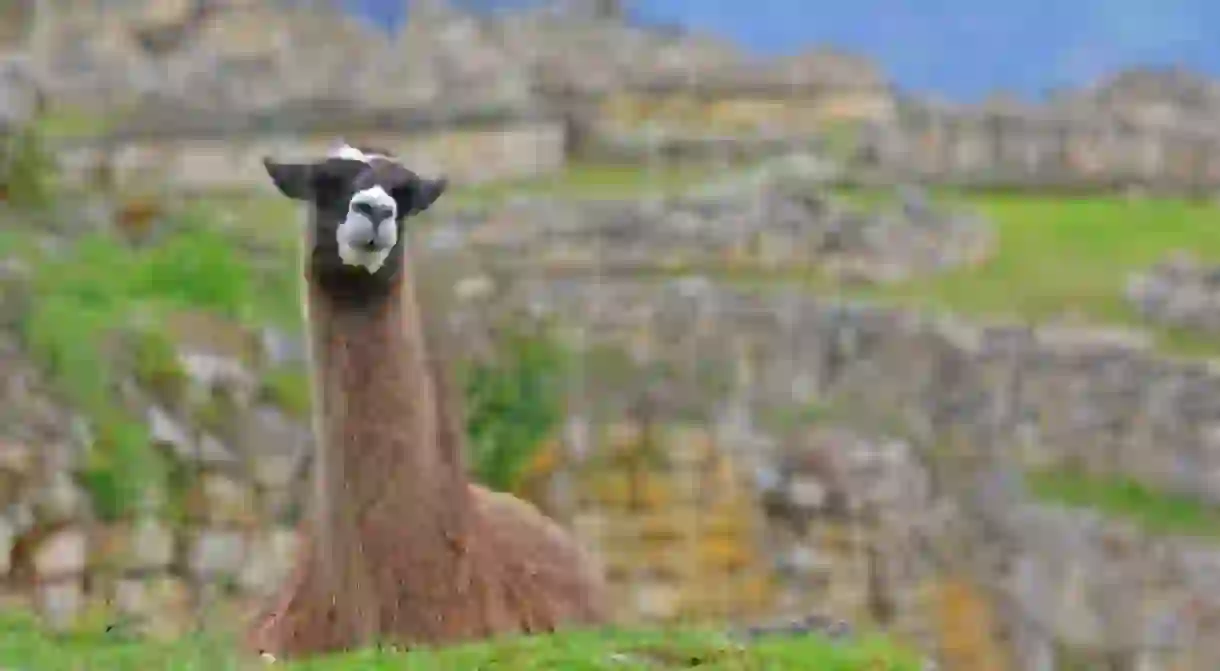 A llama in Kuélap