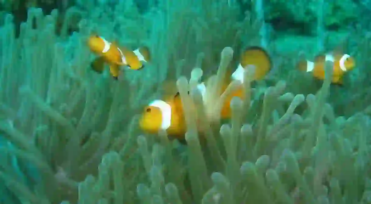 Nemo?