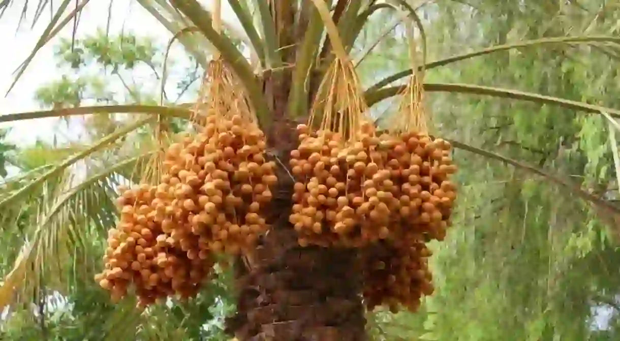 The cultivation of dates has long been part of Emirati tradition