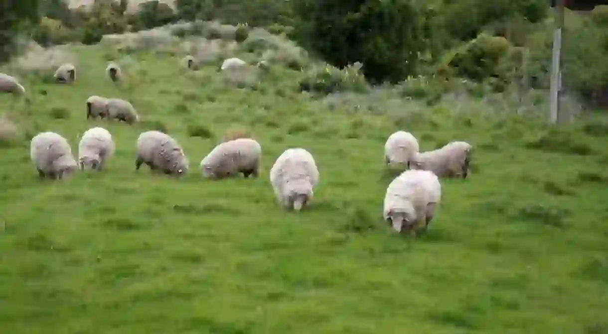 Sheep are an integral part of Moroccan society