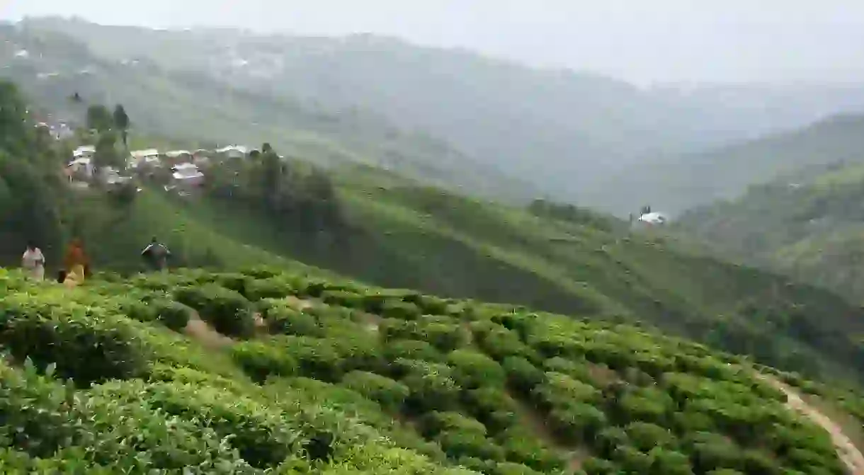 Darjeeling tea plantation